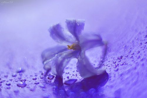 Хионодокса