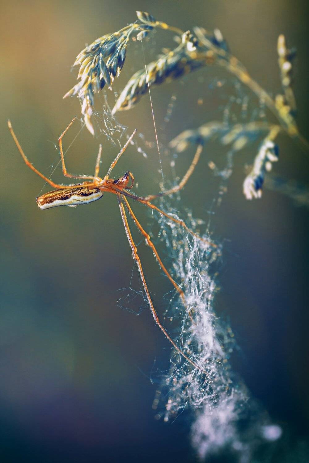 паук,лапы,дерево,цвет,осень,зелень,листва,трава, Юрий Котов