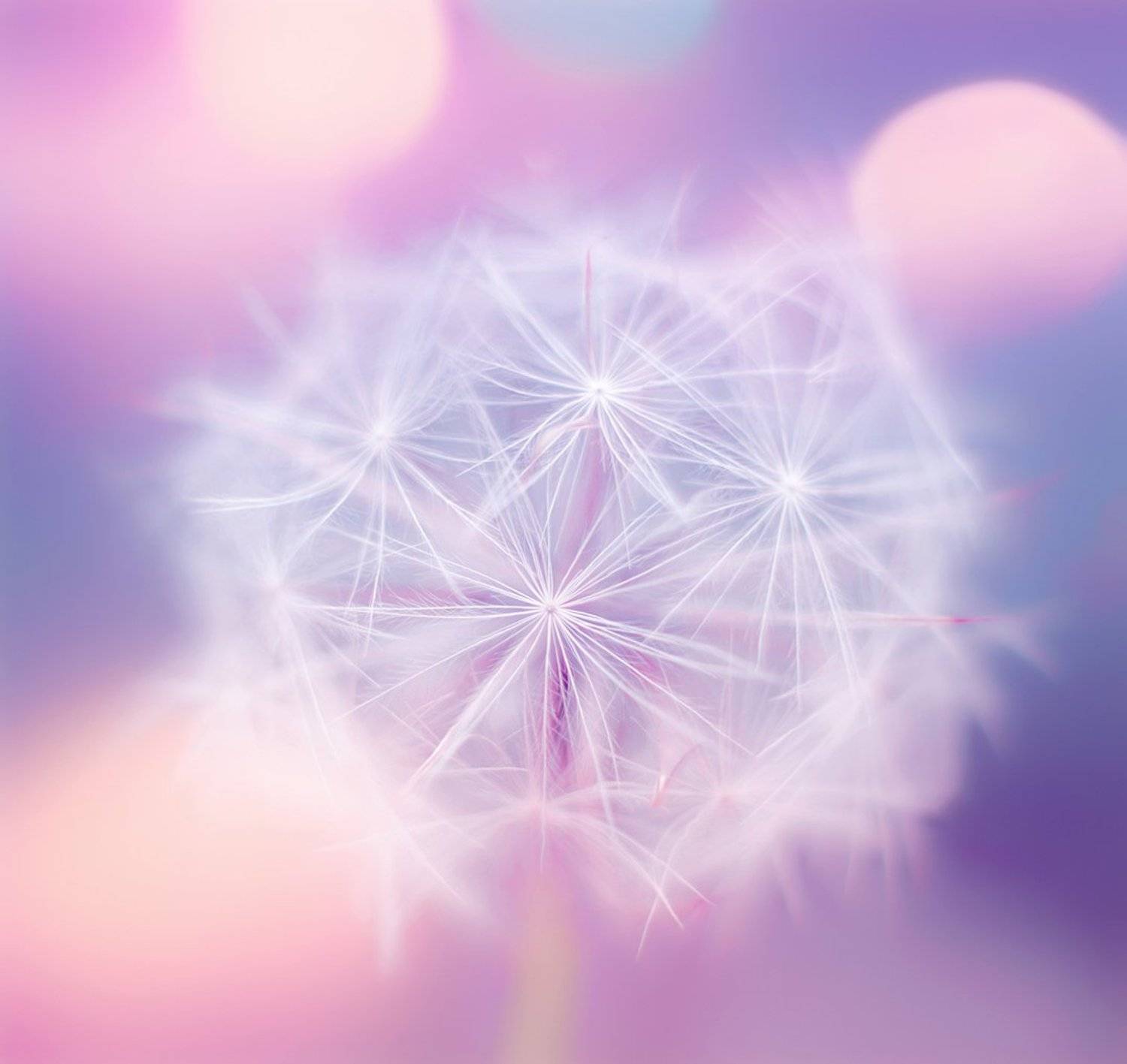 antrisolja, природа, макро,, antrisolja - Татьяна Татаренок