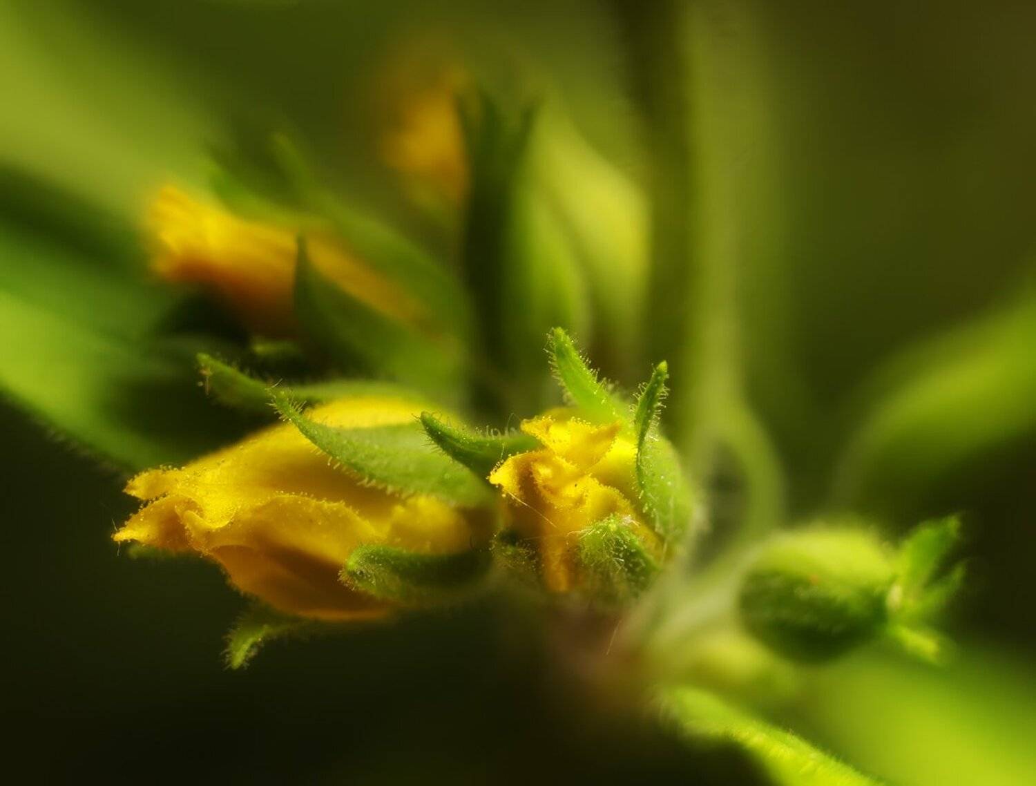 , Николай Андреев