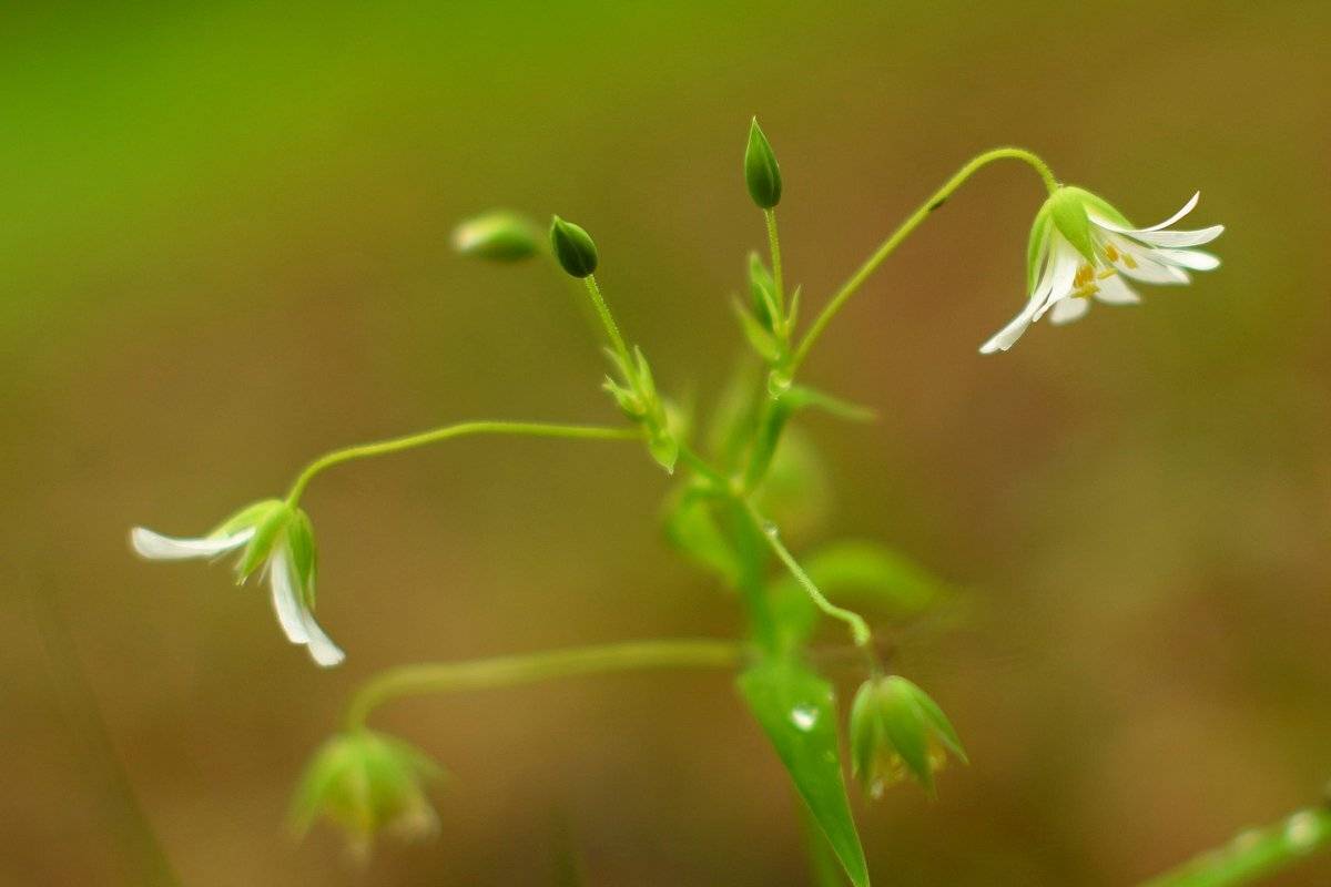 лес, Александр Маркелов