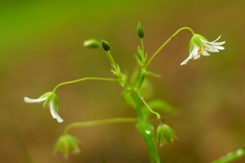 В весеннем лесу