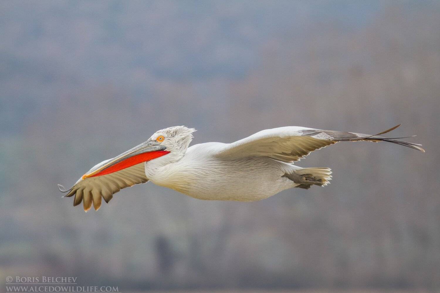 , Борис Белчев