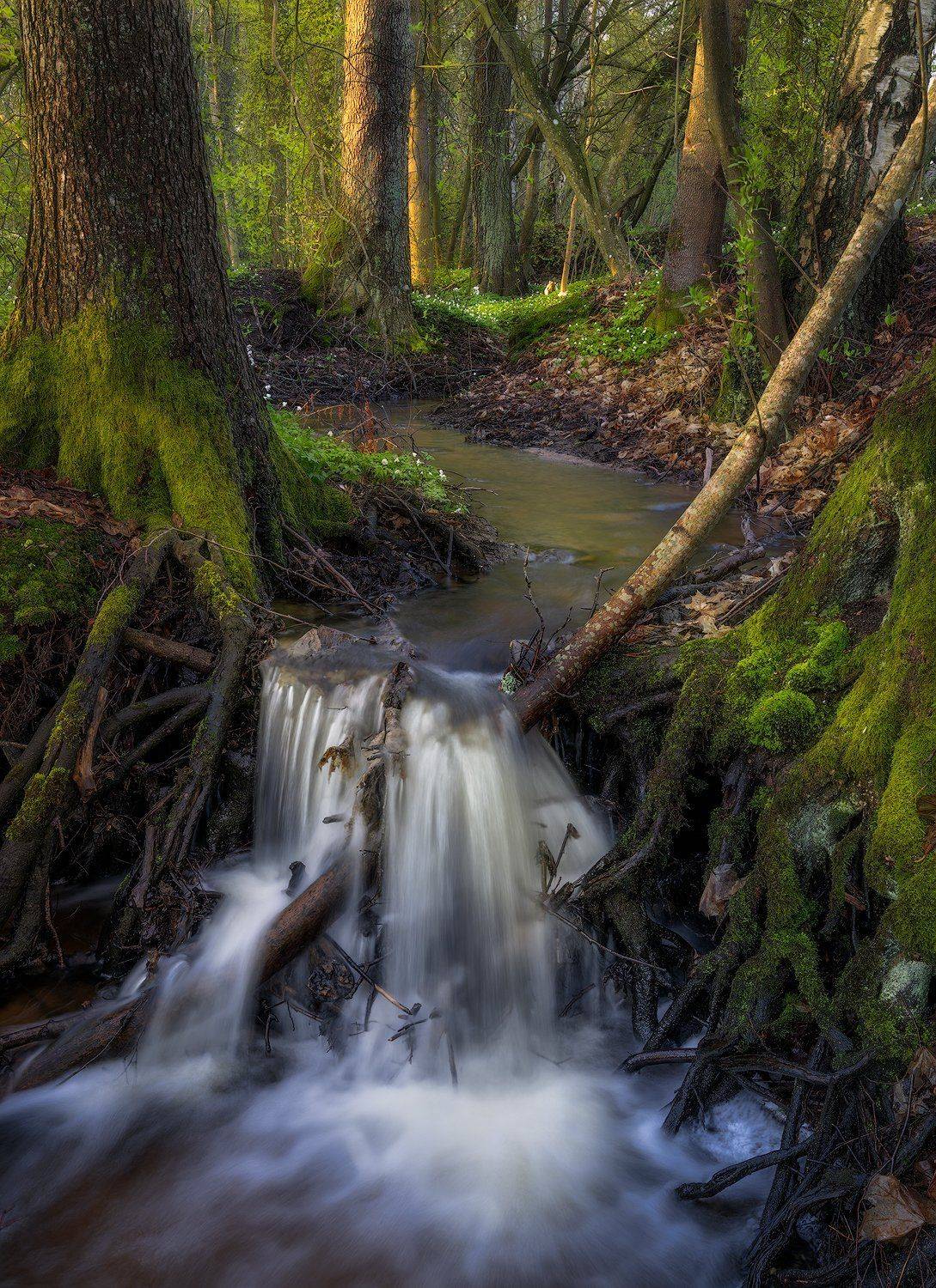 anemone, anemone nemorosa, birch, bourn, brook, bushes, coppice-wood, fern, forest, forest flower, green, hampetorp, light rays, moss, nature reserve, nordic light, outdoors, rill, rock, root, scandinavia, shrubs, spring, spring flower, stones, stream, su, Ludwig Riml