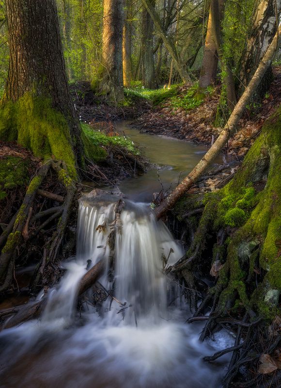 anemone, anemone nemorosa, birch, bourn, brook, bushes, coppice-wood, fern, forest, forest flower, green, hampetorp, light rays, moss, nature reserve, nordic light, outdoors, rill, rock, root, scandinavia, shrubs, spring, spring flower, stones, stream, su Fairy Tales фото превью