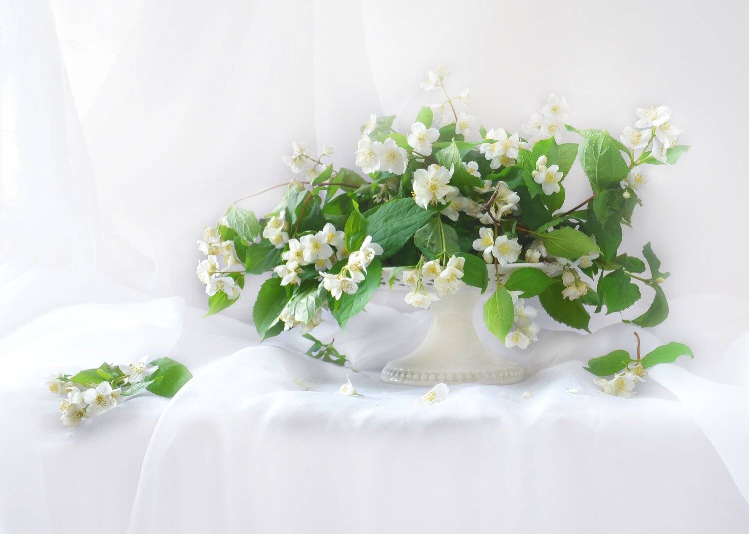 still life, натюрморт, цветы, фото натюрморт, фарфор, стихи, настроение, лето, июнь, жасмин,, Колова Валентина