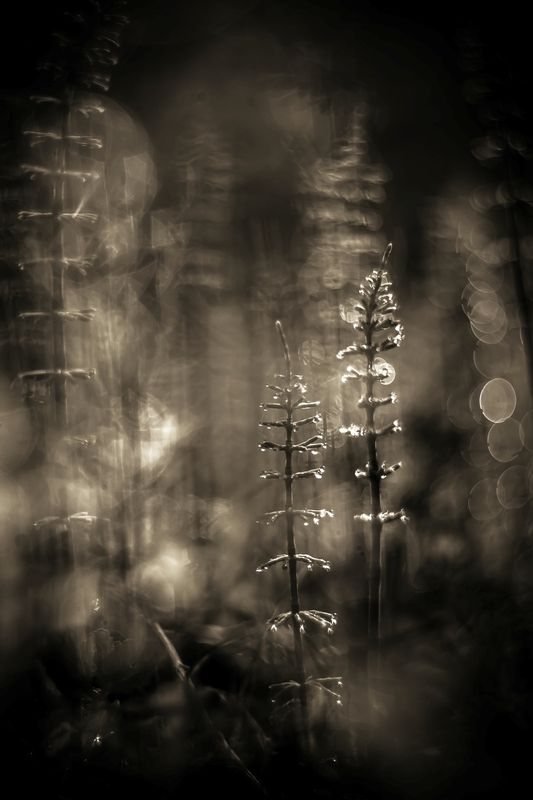 Миражи... фото превью