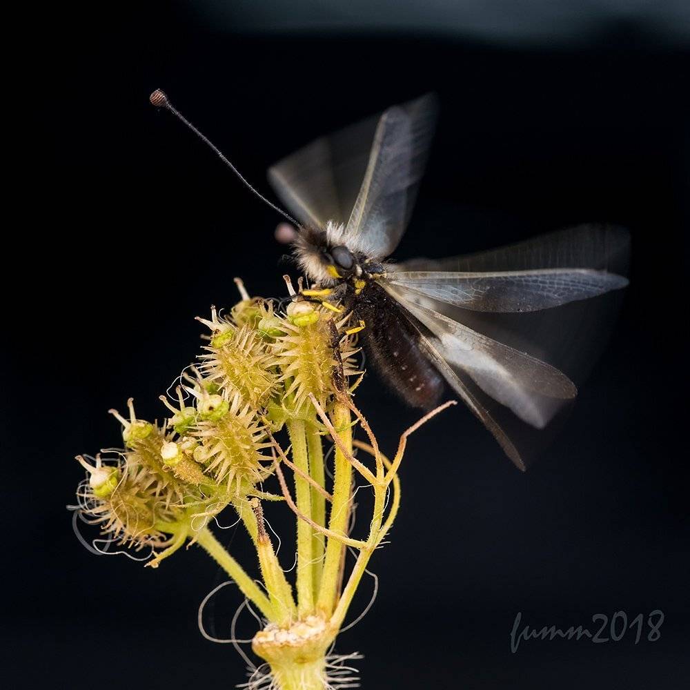 , Игорь ФУММ