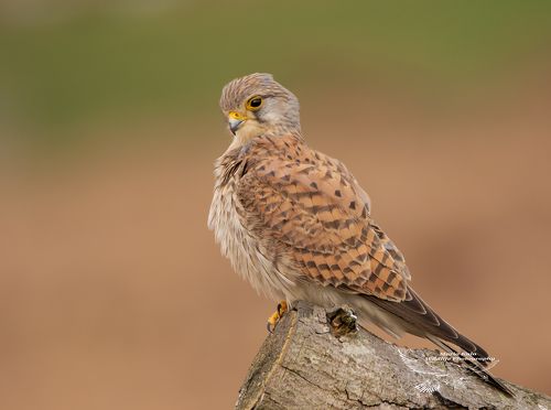 Kestrel
