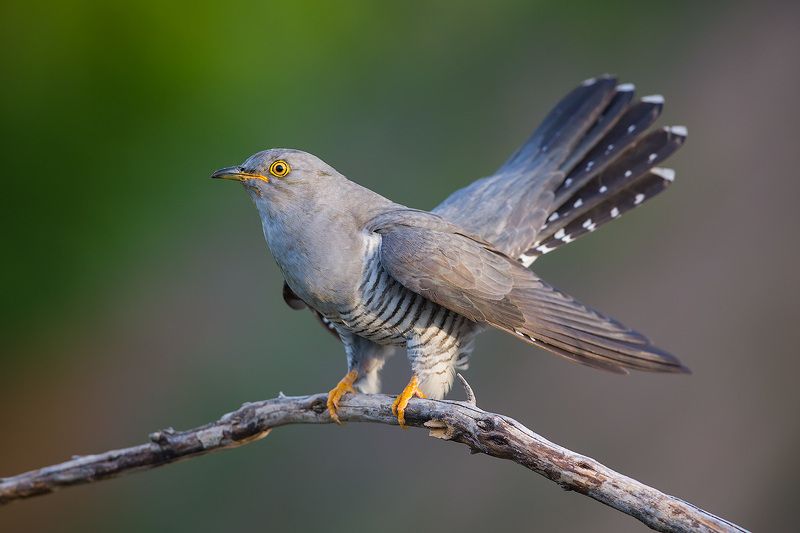 кукушка, cuckoo, bird, wildlife, птица, дикая природа Кукушка фото превью
