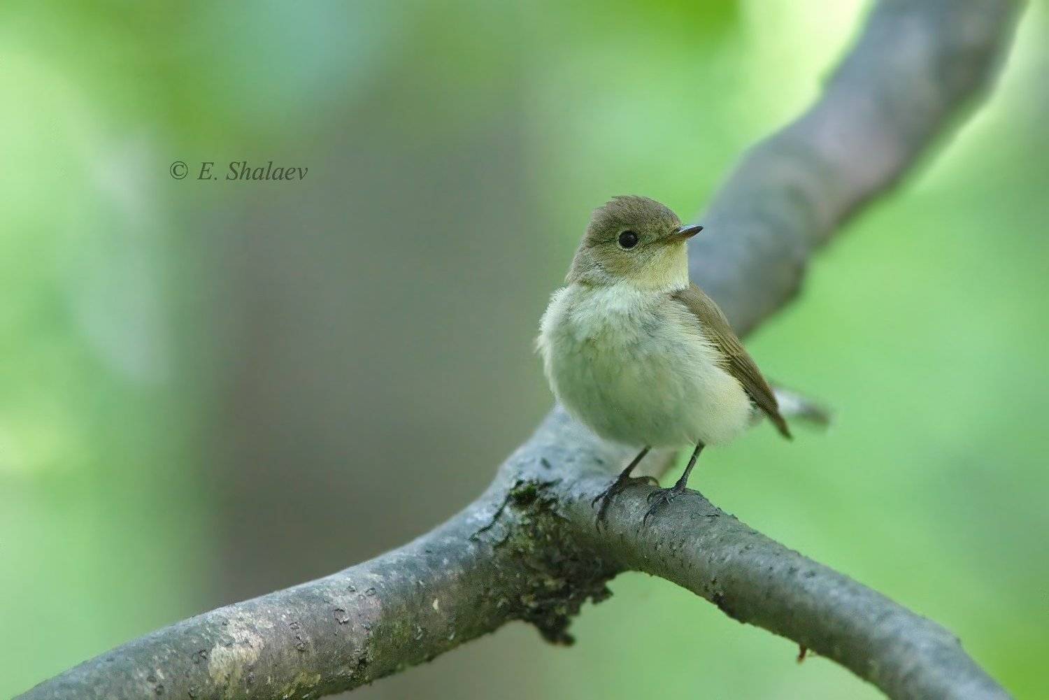birds,ficedula parva,red-breasted flycatcher,малая мухоловка,мухоловка,птица,птицы,фотоохота, Евгений