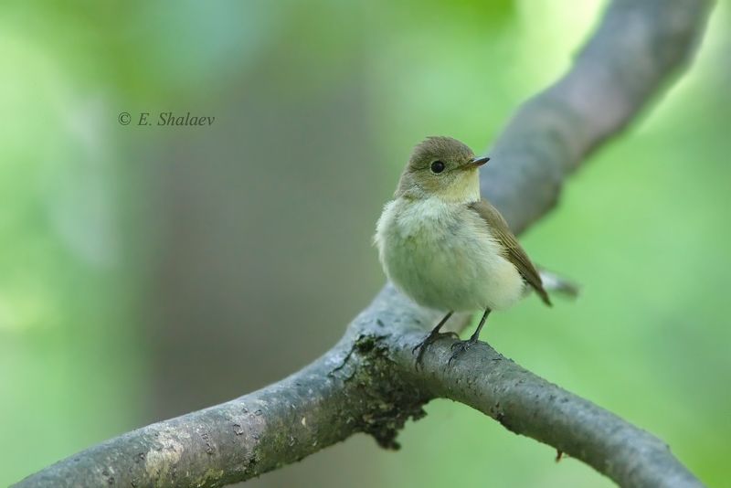 birds,ficedula parva,red-breasted flycatcher,малая мухоловка,мухоловка,птица,птицы,фотоохота Мухолов. фото превью