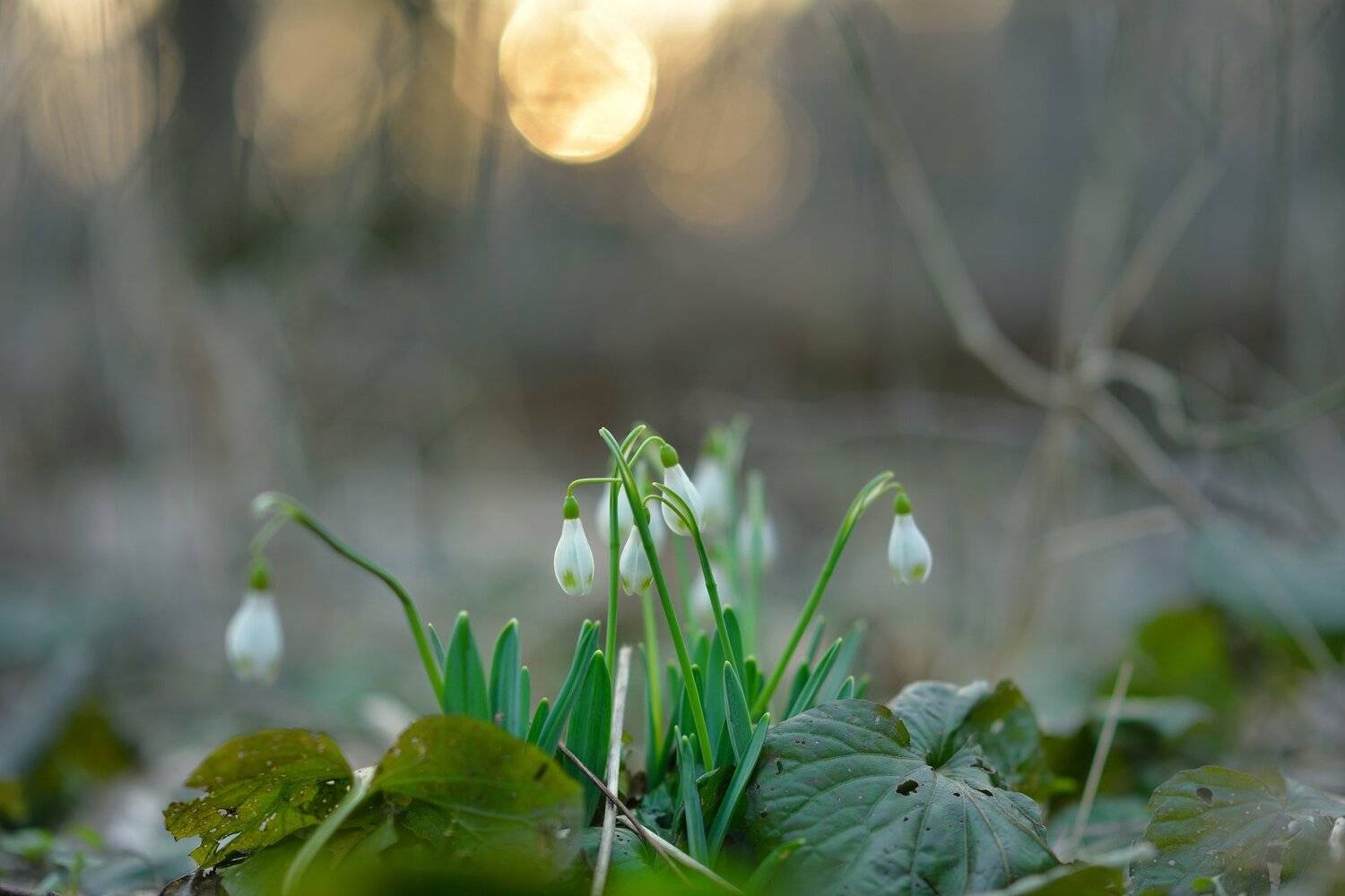 подснежники первоцвет весна рассвет, Александр Жарников