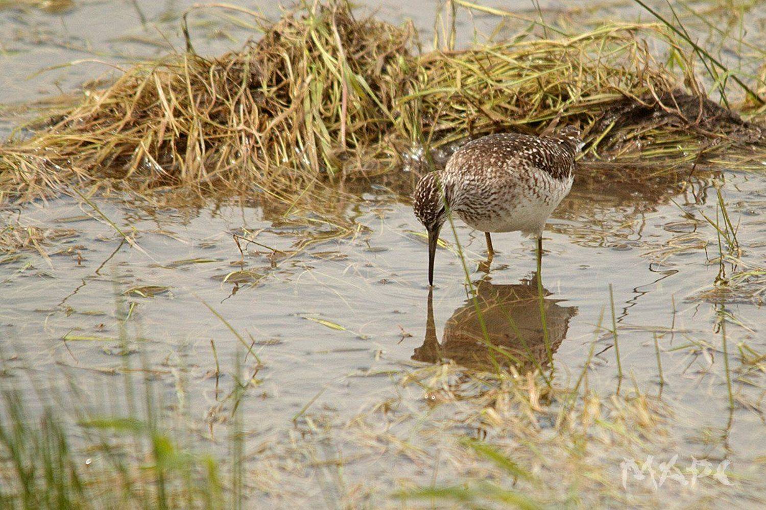 животные птицы лето птица, Шангареев Марс