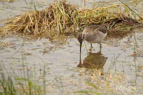 Кончиком клюва касаясь