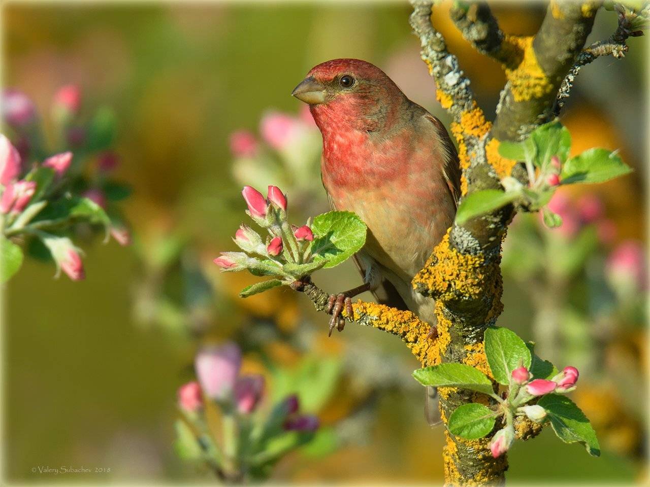 , Валерий Субачев
