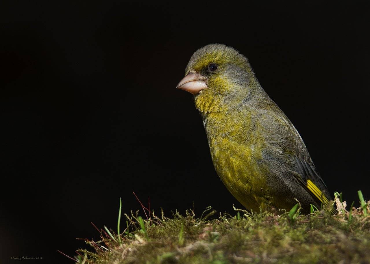 , Валерий Субачев