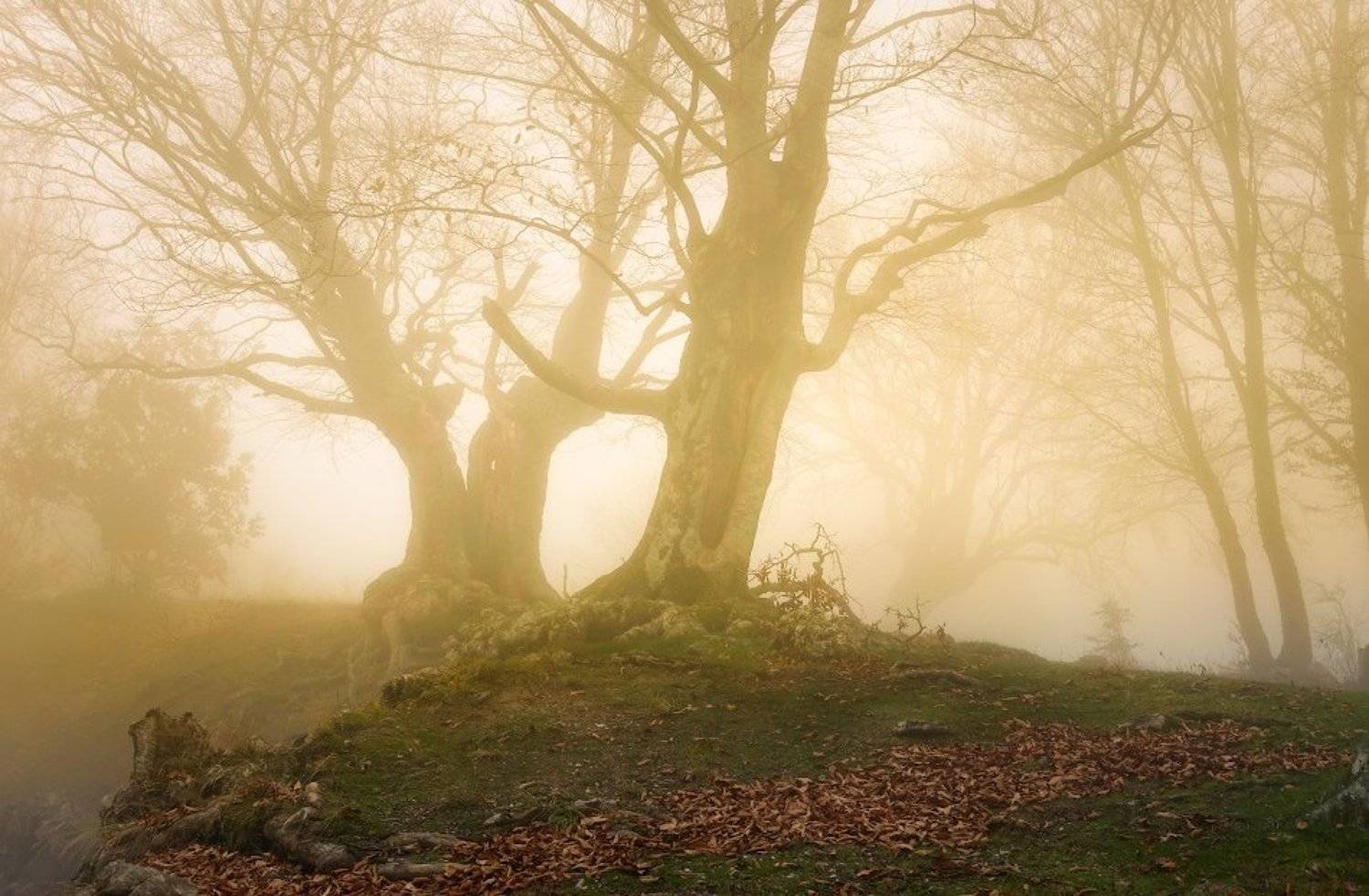 , Андрей Гусаченко
