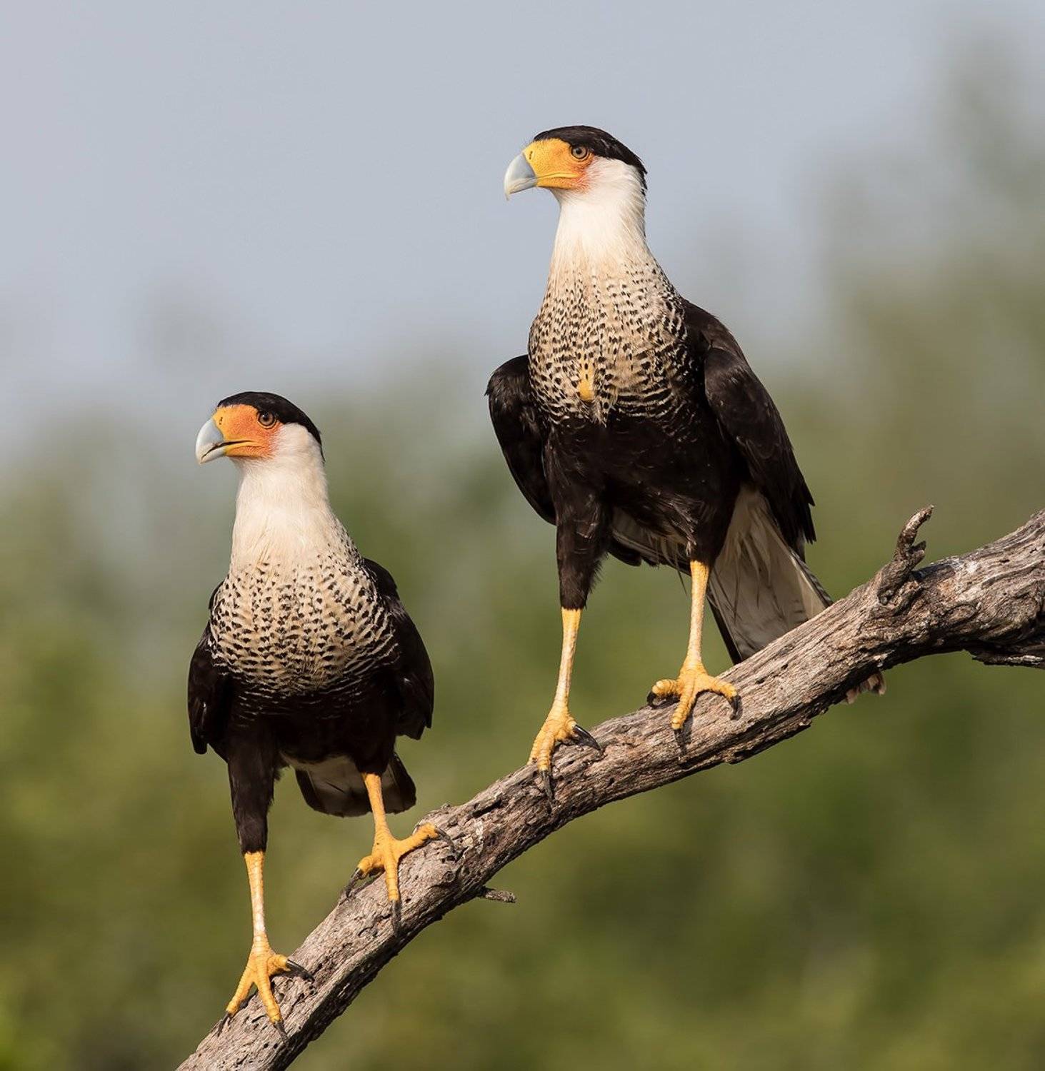 каракара, crested caracara, caracara, tx, texas, Elizabeth Etkind