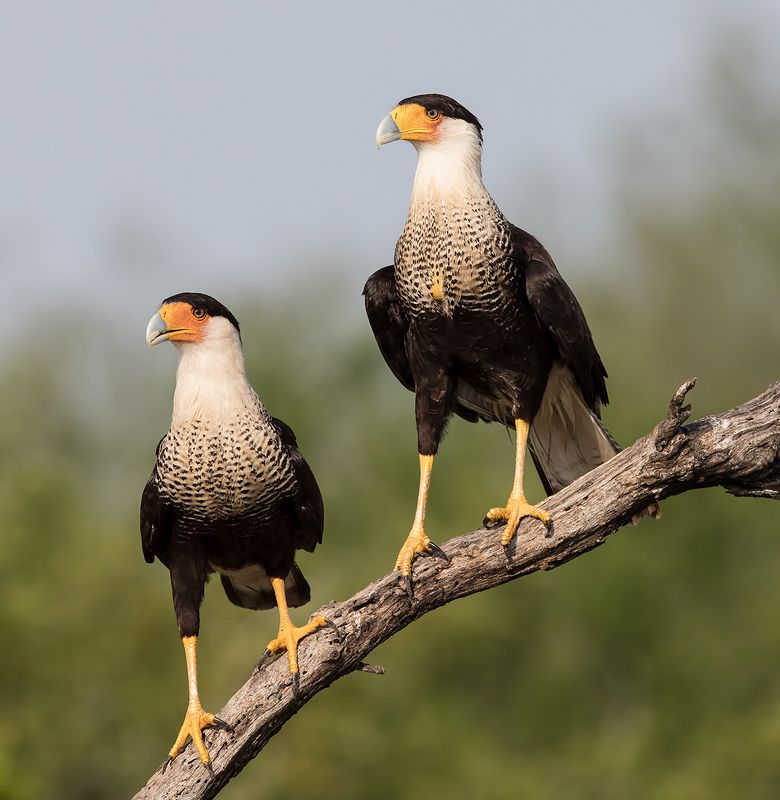 каракара, crested caracara, caracara, tx, texas Каракара -Caracara couple фото превью