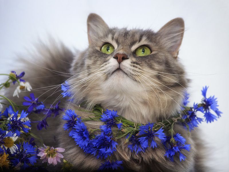 Портрет Масяни в васильках фото превью