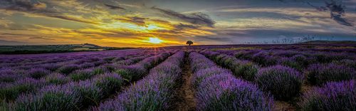 The Lavender Paradise