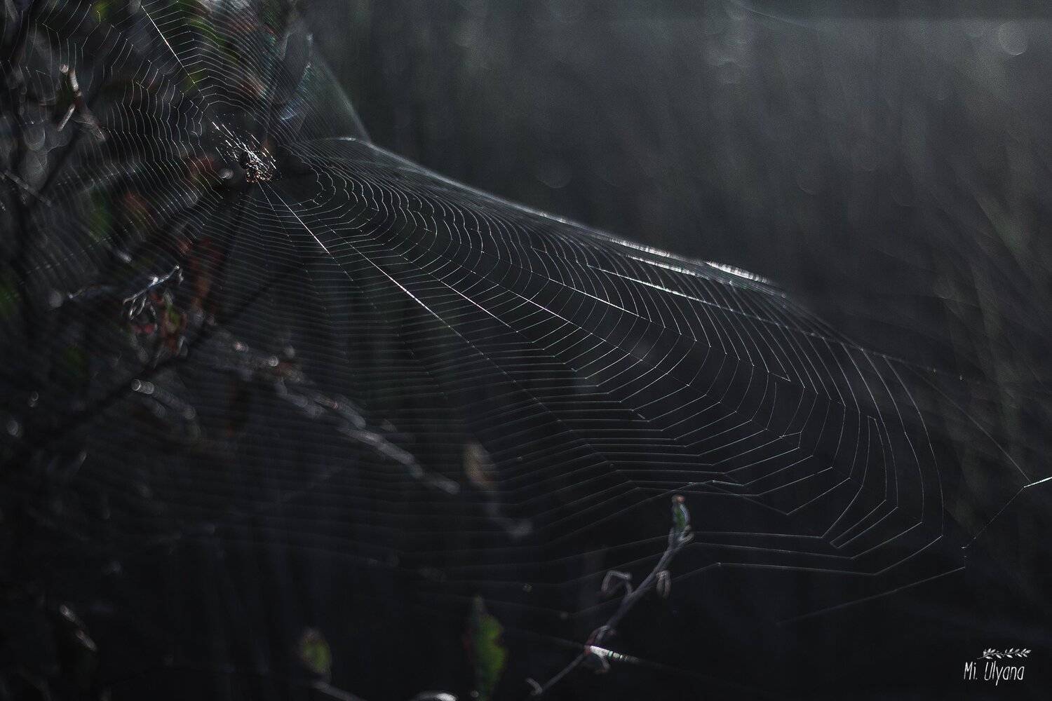 , Ульяна Буканова (Мизинова)