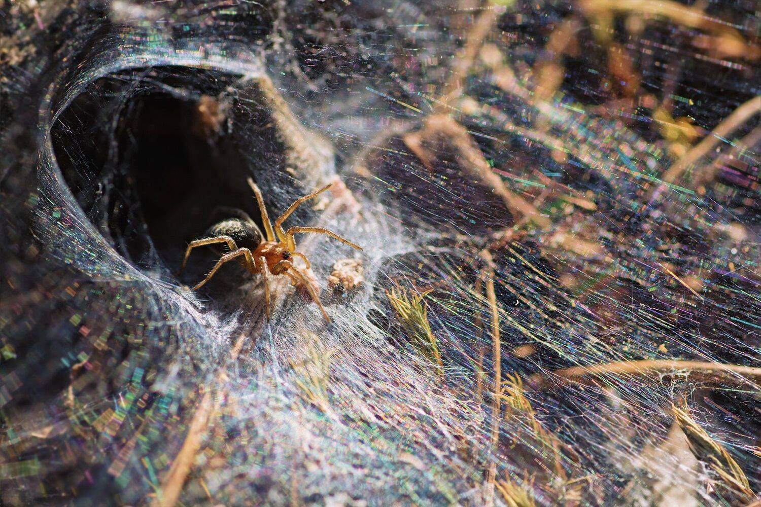 паук,лапы,дерево,цвет,осень,зелень,листва,трава, Юрий Котов