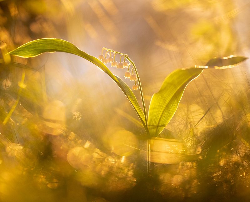 цветы,цветок,макро,растения,природа,ландыш,бокэ Весенние ландыши фото превью