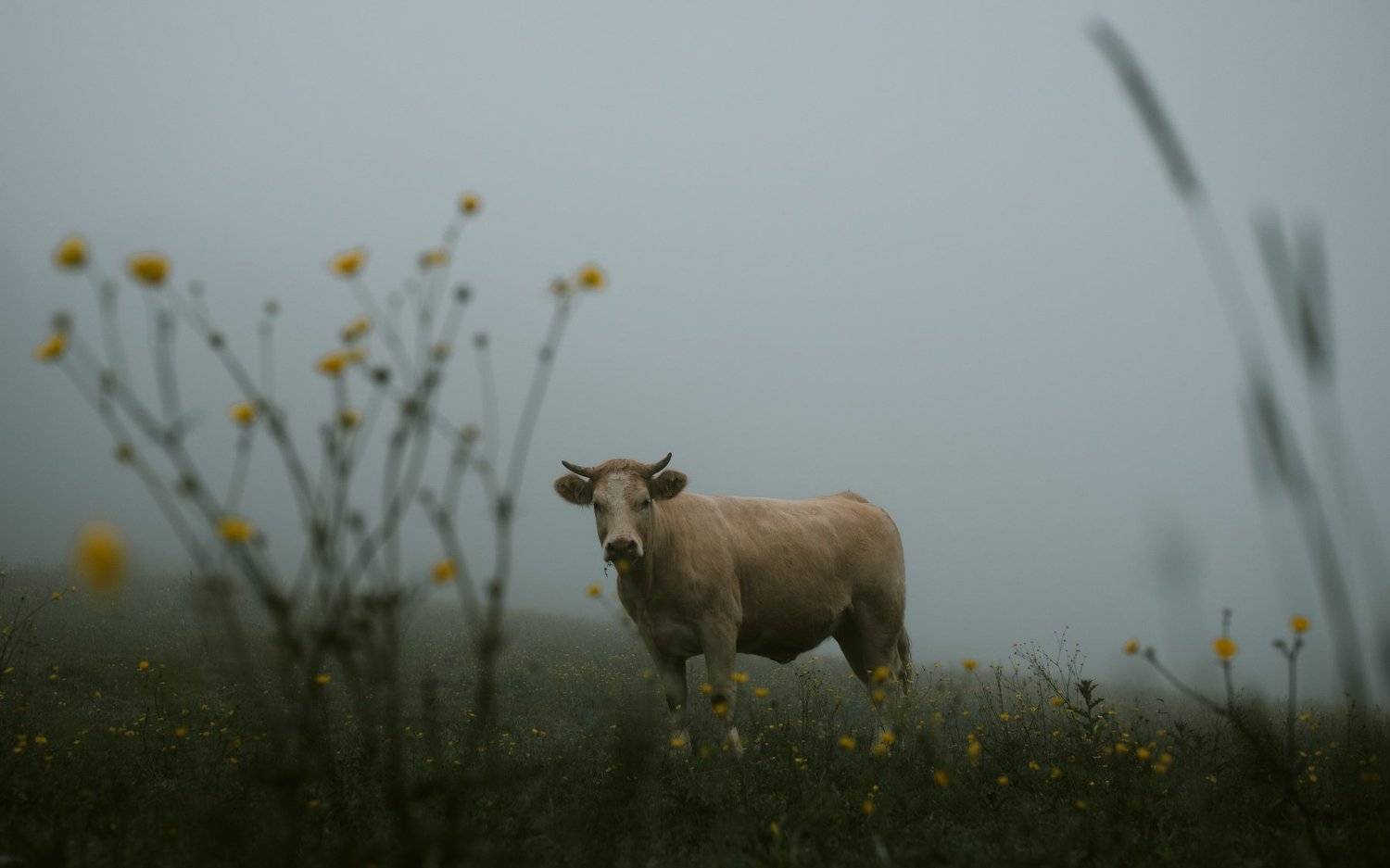 , Aim&eacute; Balaguer