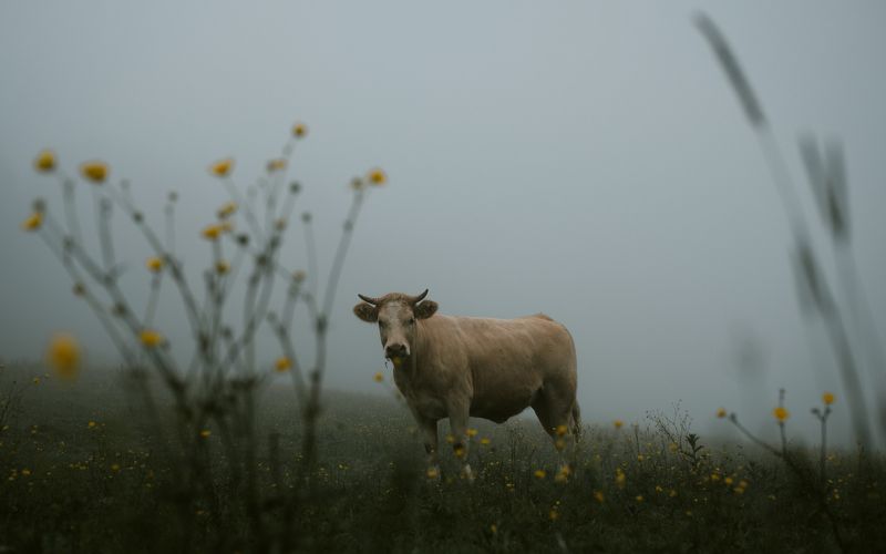 Made in Normandy фото превью