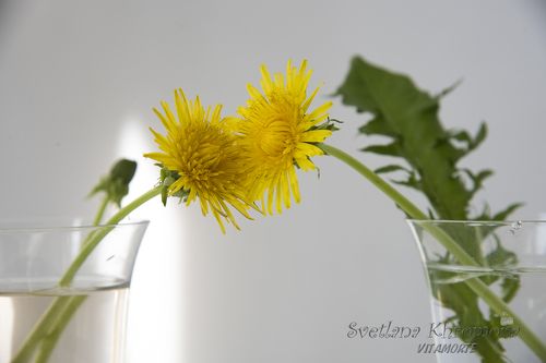 Одуванчики