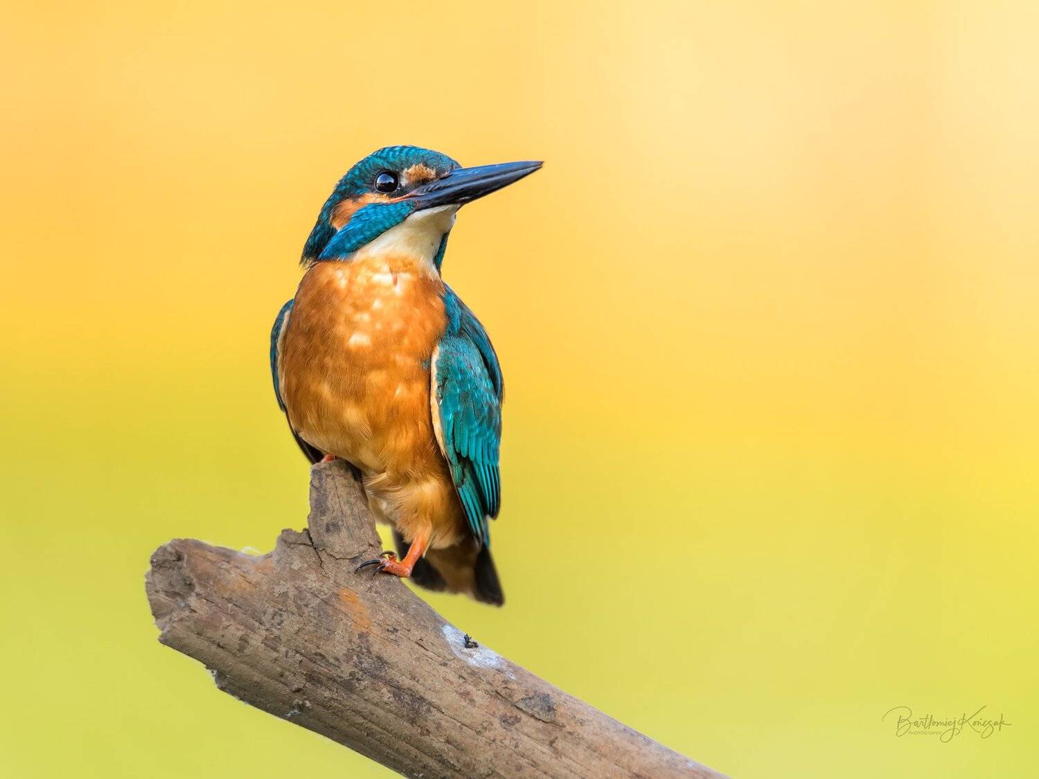 , Bartłomiej Kończak