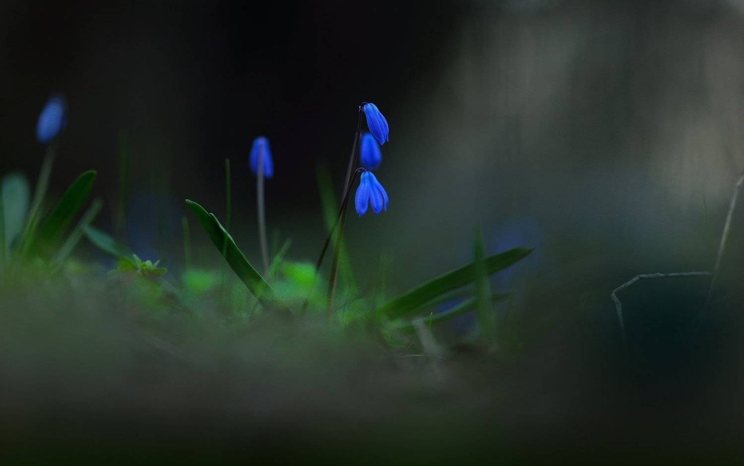 цветы ночь весна, Александр Жарников