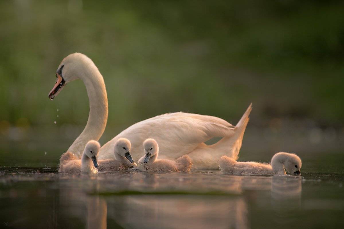 swan, wildlife, birds, Wojciech Grzanka