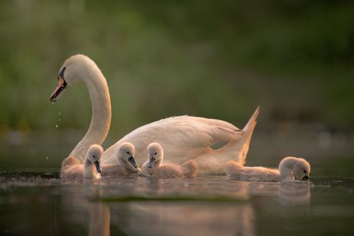 Swan Lake