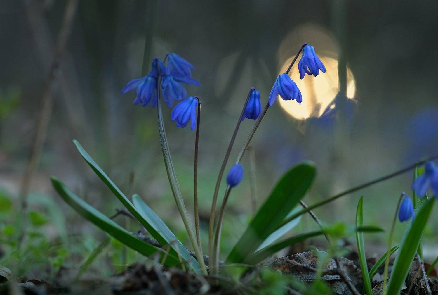 цветы утро лес, Александр Жарников