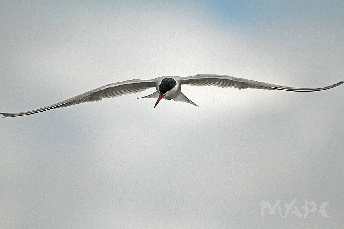 животные птицы лето птица крачка, Шангареев Марс