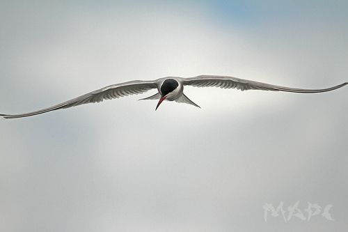 Полет крачки