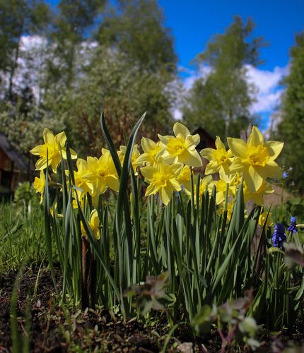 Нарциисс (Narcissus)
