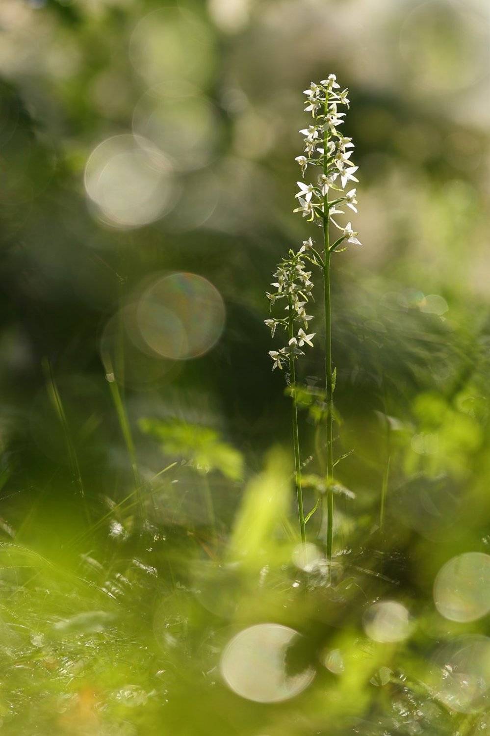 любка, двулистная, кукушкины слёзки, ночная фиалка, перелой, царские свечи, platanthera, bifolia, самарский лес, Sergii Markov