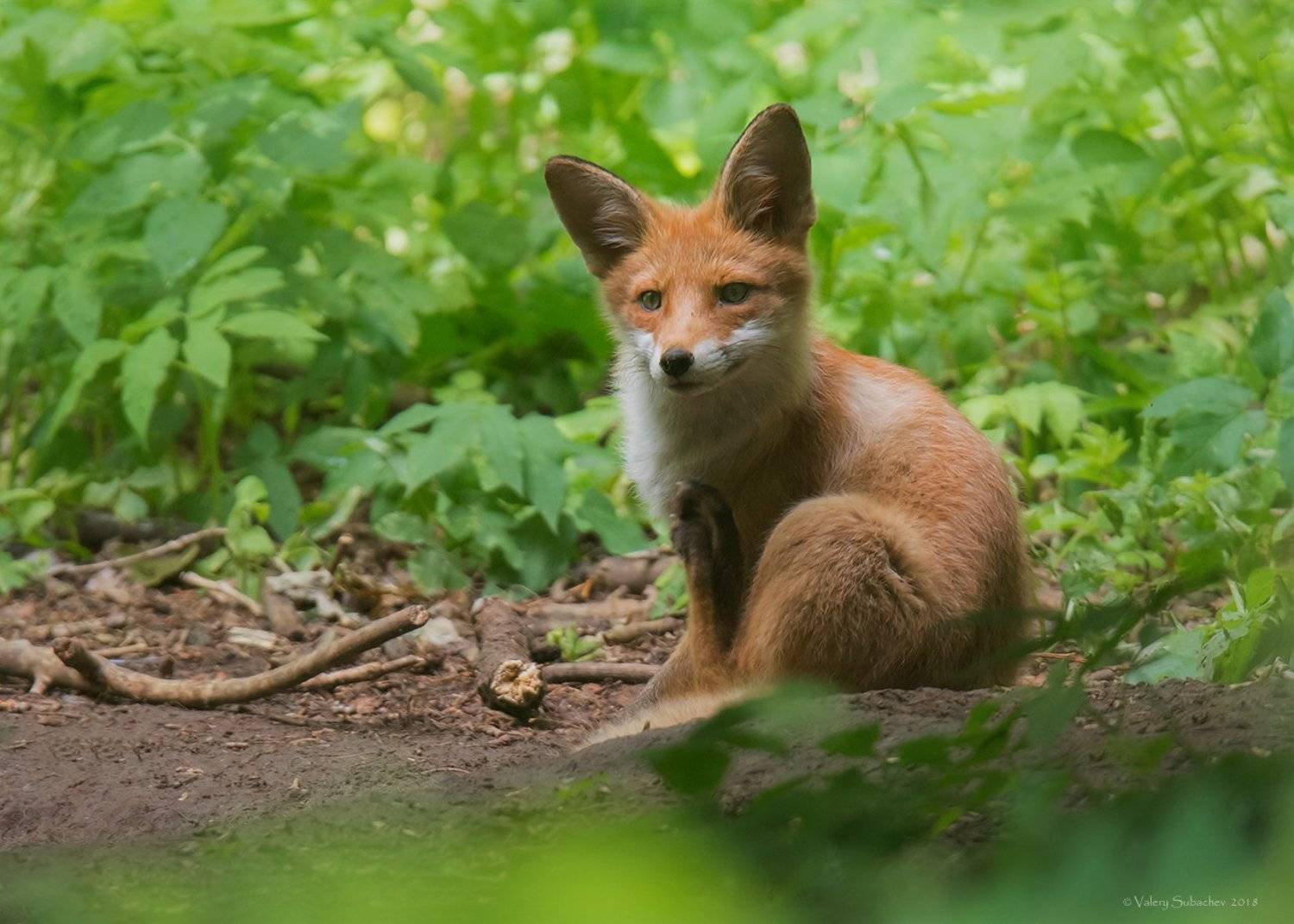 , Валерий Субачев