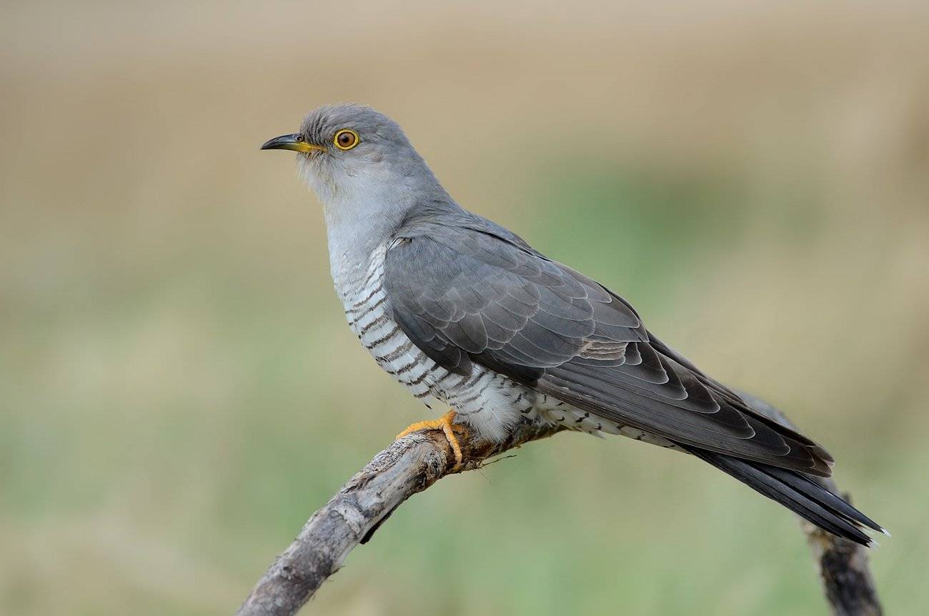 кукушка,болото,профиль, Иван