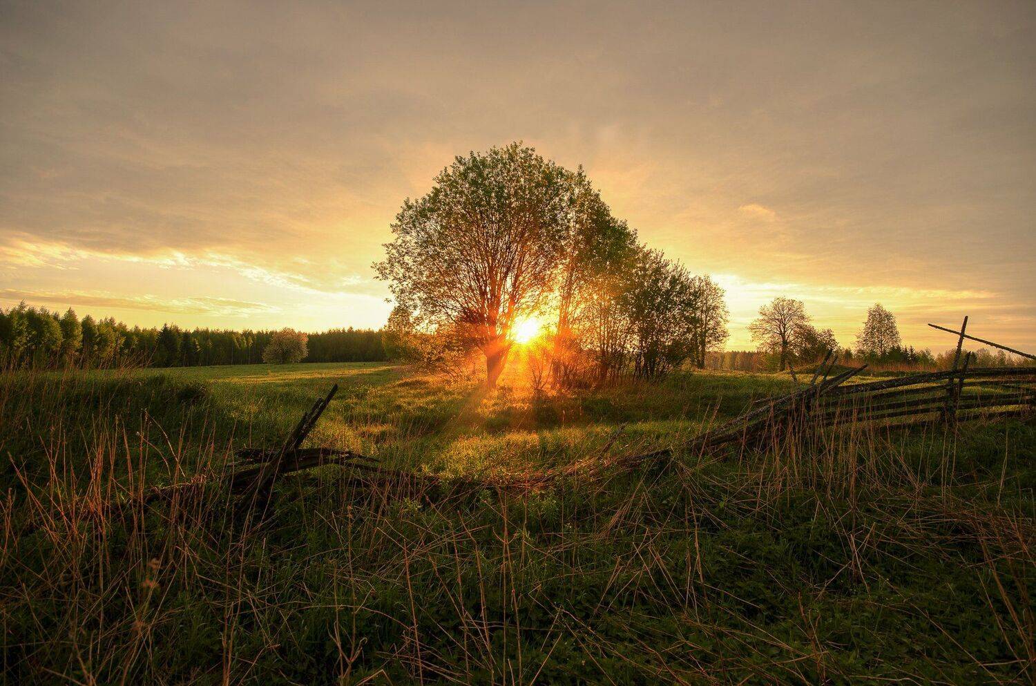 лето,солнце,природа,Вятка,тепло, Карепанов Евгений