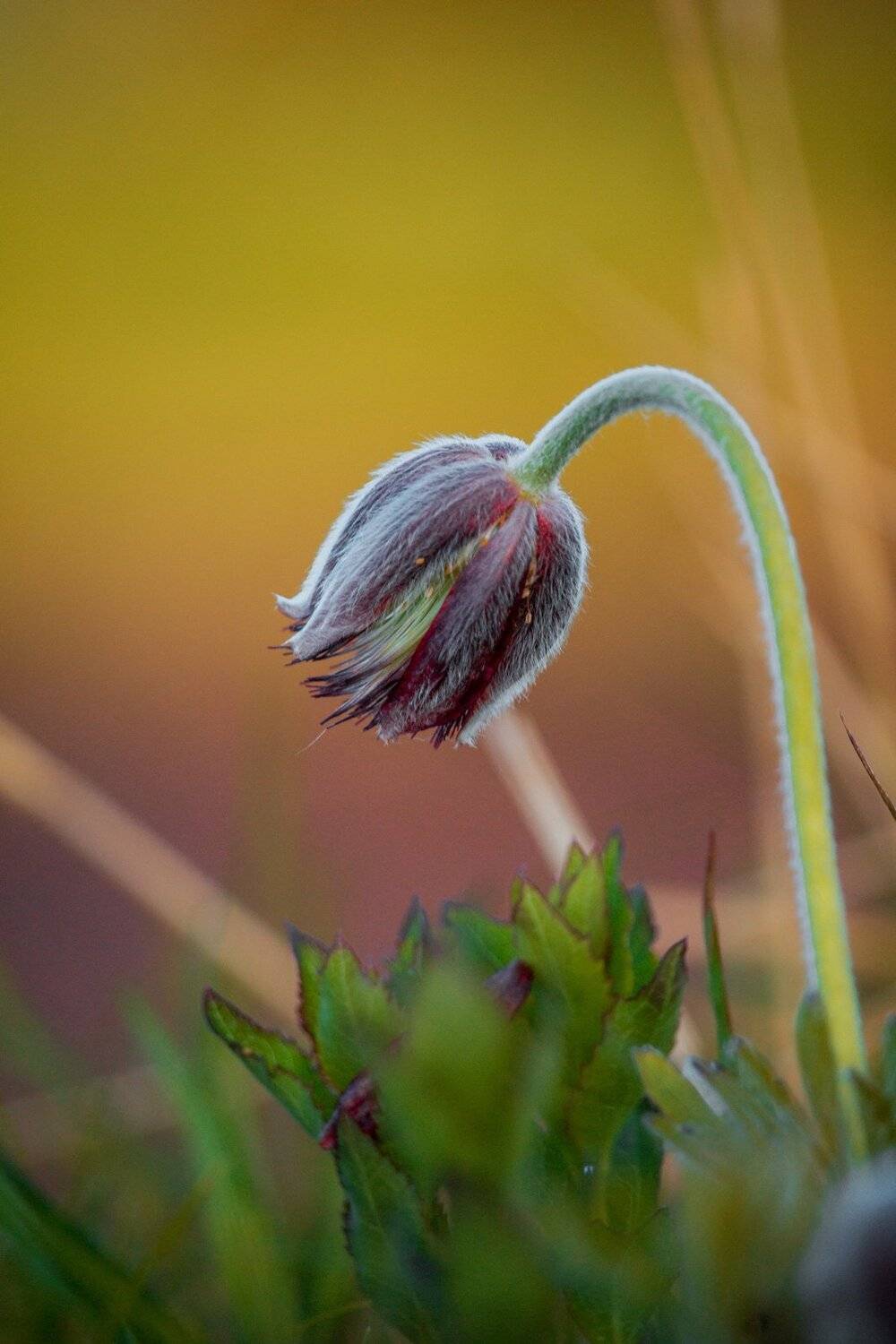 , Сигида Дмитрий