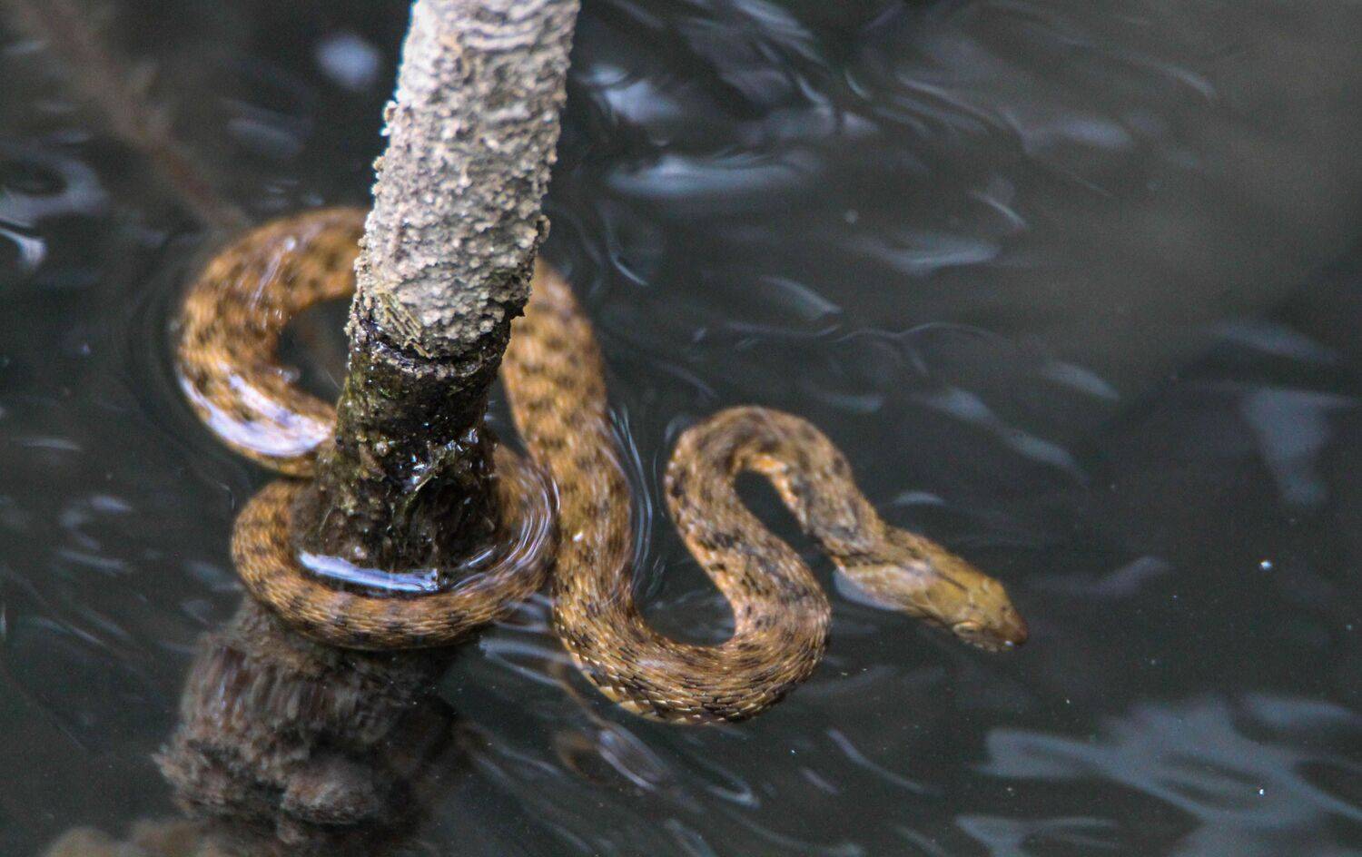 змея,гюрза, дикий животный мир, Marat Magov