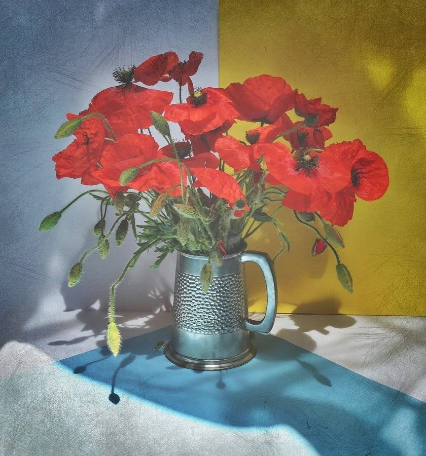 maki, bukiet, martwa natura, czerwień,, Ela