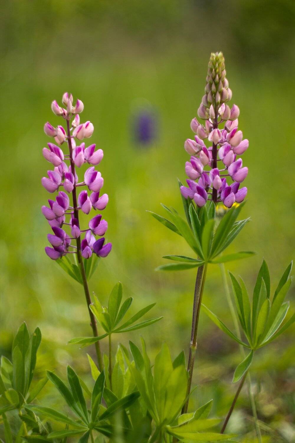 , Руслан Востриков