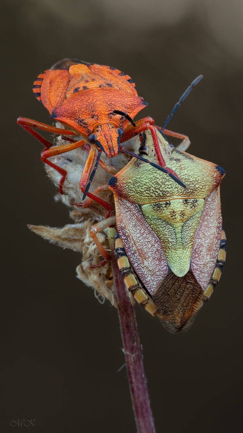 щитник, pentatomidae, Miron Karlinsky