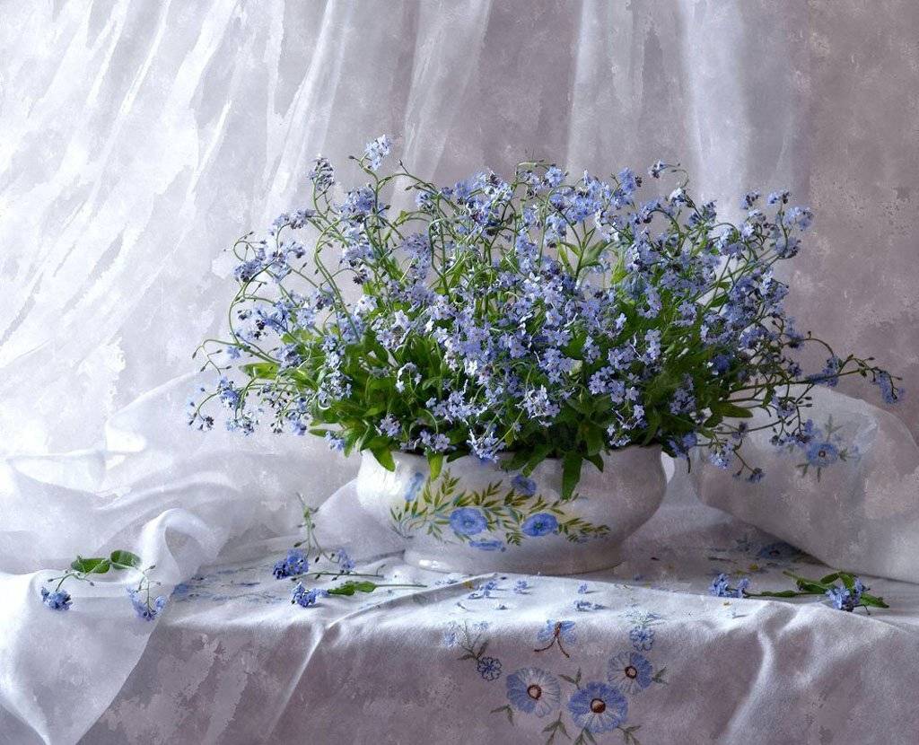 still life, натюрморт, лето, июнь, незабудки, цветы, фото натюрморт,, Колова Валентина